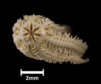 Media type: image;   Invertebrate Zoology OPH-4917 Description: Underside view of single ophiuroid specimen with a scale bar.;  Aspect: ventral